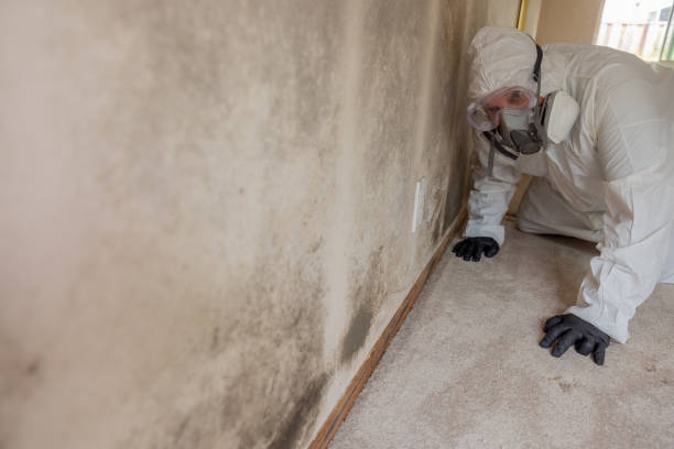 Best Residential Mold Inspection & Testing  in Lone Tree, CO